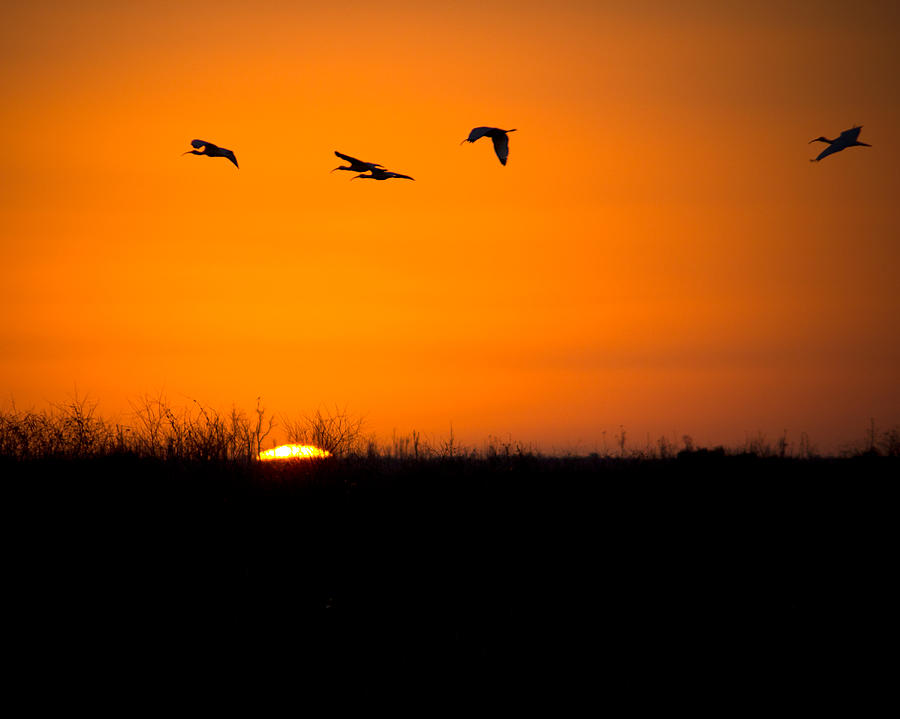 Sunset of the Ibis Photograph by Mark Andrew Thomas