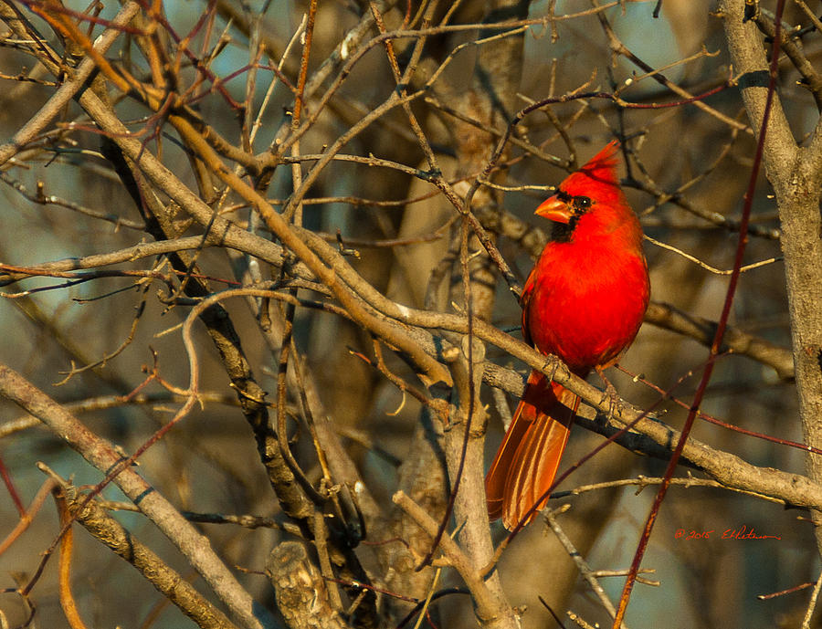 Sunset On A Norhern Cardinal Photograph by Ed Peterson