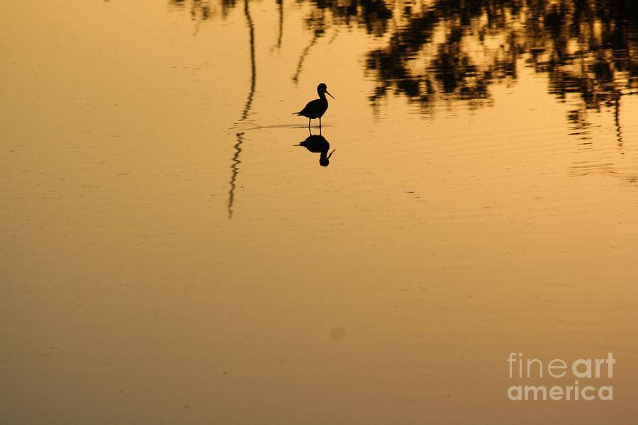 Bird Photograph - Sunset On A Stilt by Chuck Hicks