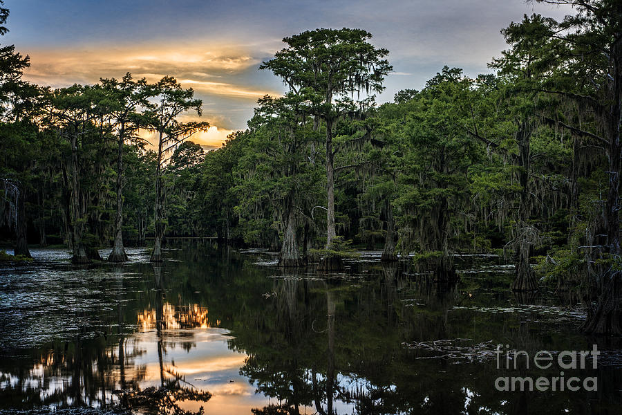Sunset on Caddo Lake Photograph by Tamyra Ayles