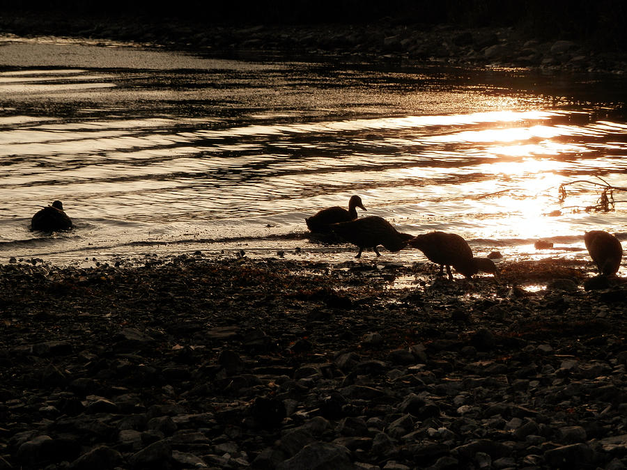 Sunset on Mundy Pond Photograph by Zinvolle Art
