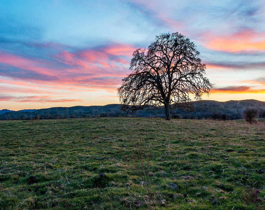 Sunset On Old Oak Tree Photograph By Kay Price