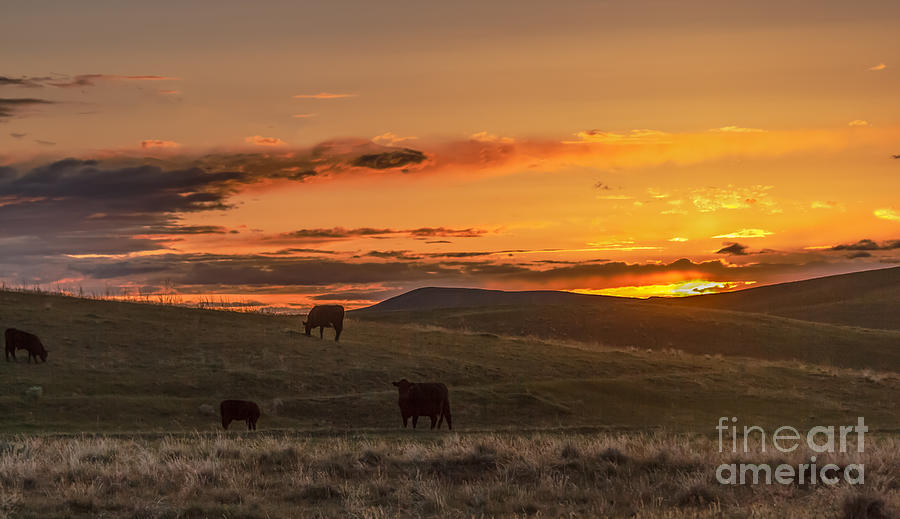 Sunset On Open Range Photograph by Robert Bales