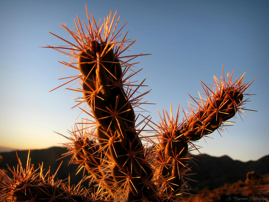 Sunset on the Cholla Spines Photograph by Aaron Burrows