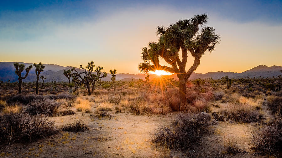 Sunset on the desert landscape in Joshua Tree National Park, California Photograph by Frank DeBonis