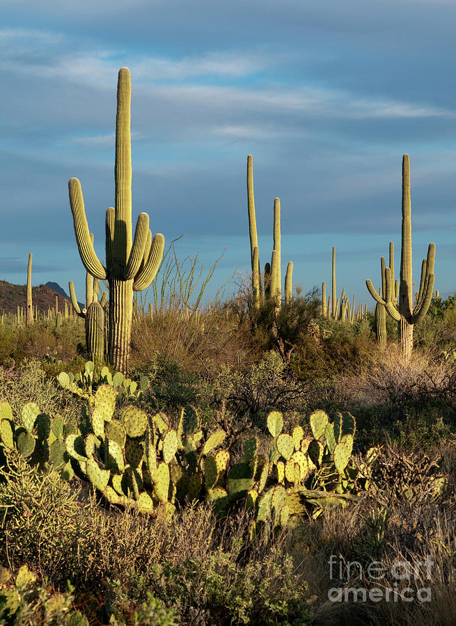 Sunset on the Saguaros Photograph by Sandra Bronstein