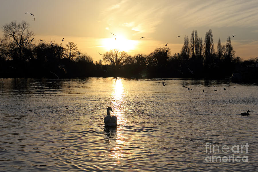 Sunset on the Thames at Walton Photograph by Julia Gavin
