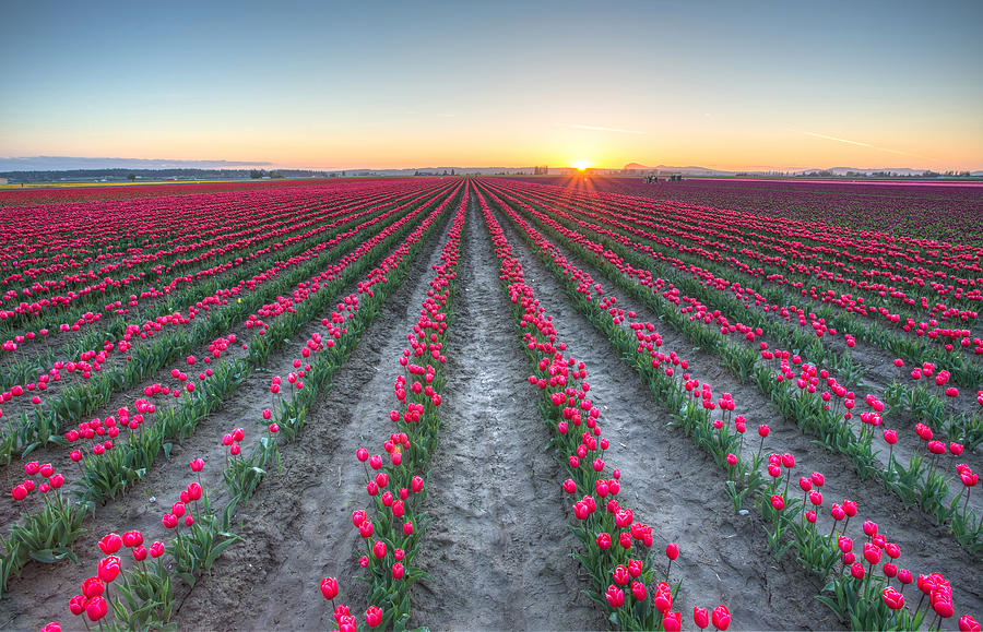 Sunset on the tulips Photograph by Pierre Leclerc Photography