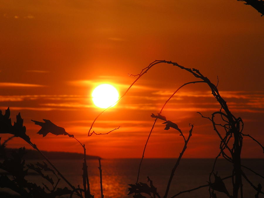 Sunset on the Vineyard Photograph by Jewels Hamrick
