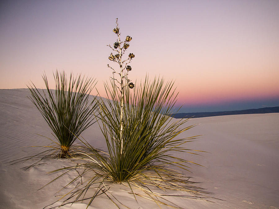 Sunset on Yucca in White Sands. Photograph by Jean Noren