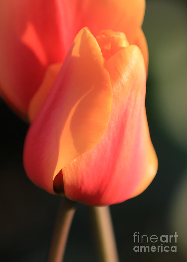 Sunset Orange Tulip Photograph by Carol Groenen