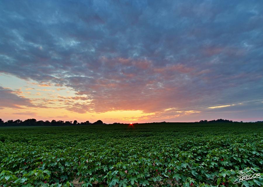 Sunset over Cotton Photograph by David Zarecor