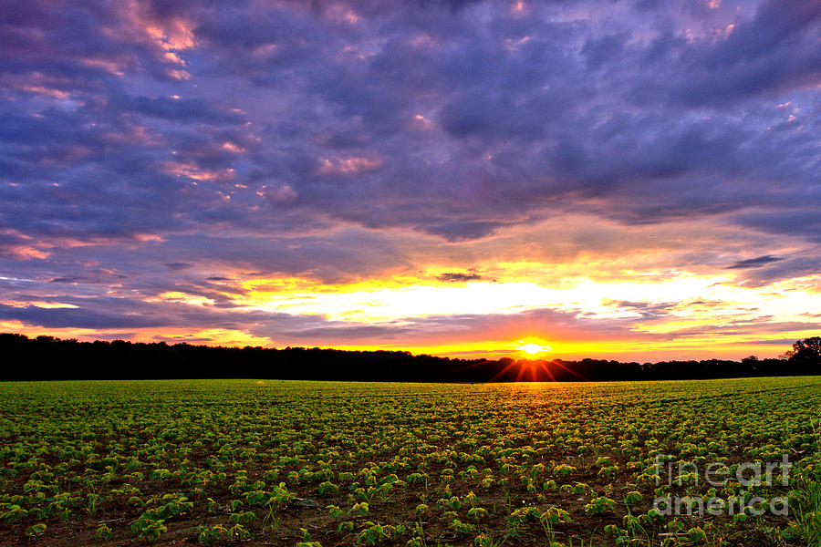 Sunset over Farmland Photograph by Olivier Le Queinec