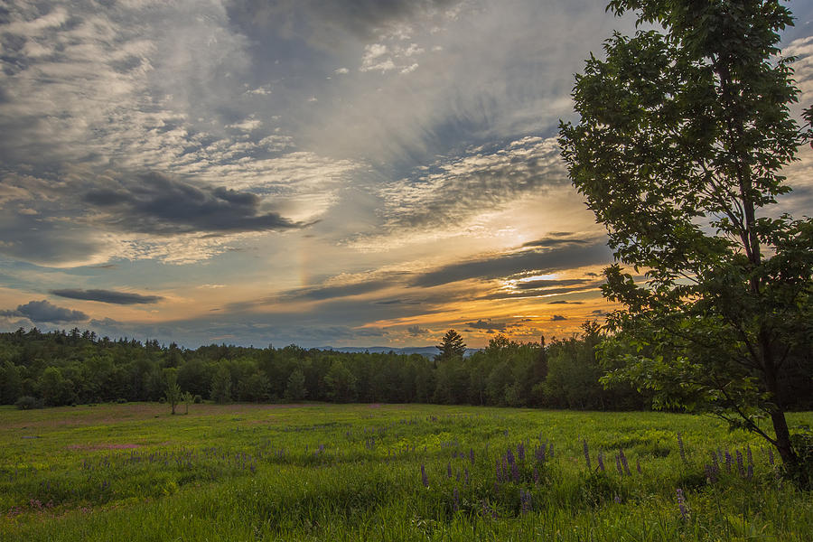 Sunset over Lupine Fields Photograph by White Mountain Images