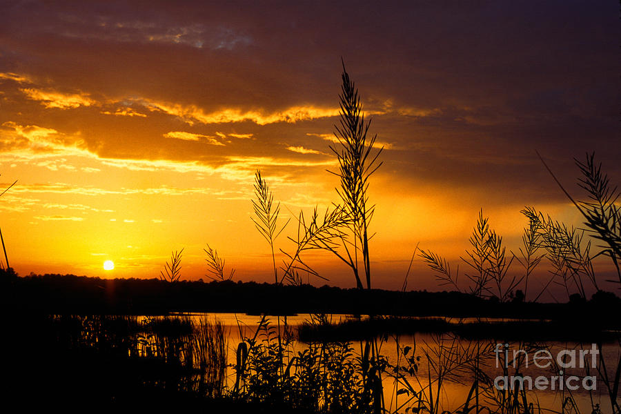 Sunset over Pocosin Photograph by Thomas R Fletcher