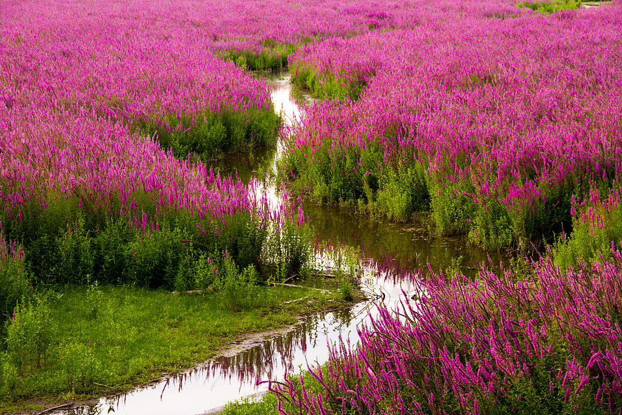 Sunset Over Purple Loosestrife Photograph by Kunal Mehra