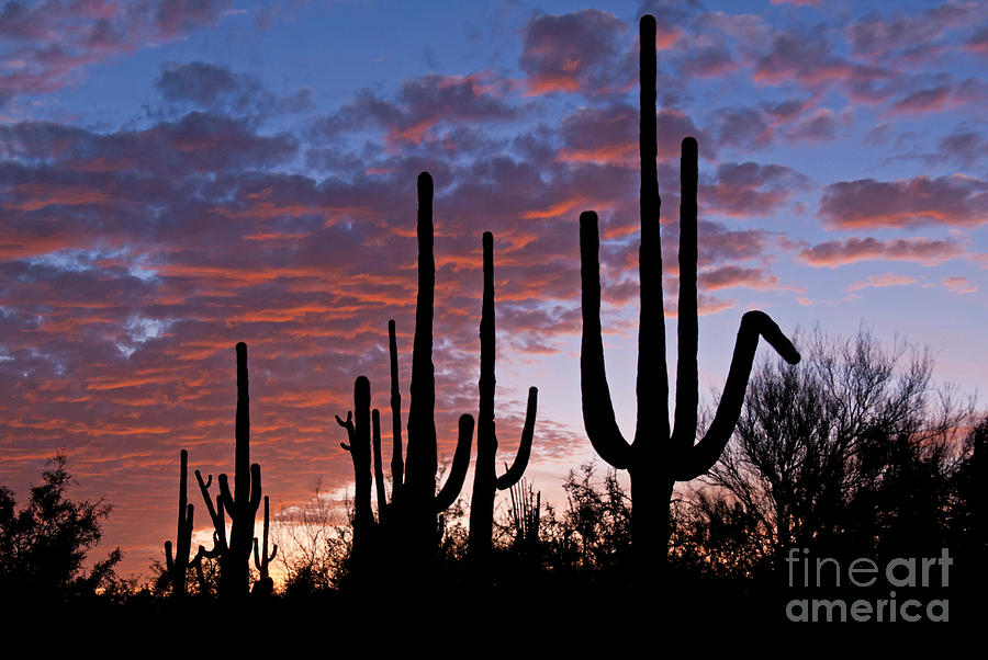 Sunset Photograph - Sunset Over Sonoran Desert by Richard and Ellen Thane