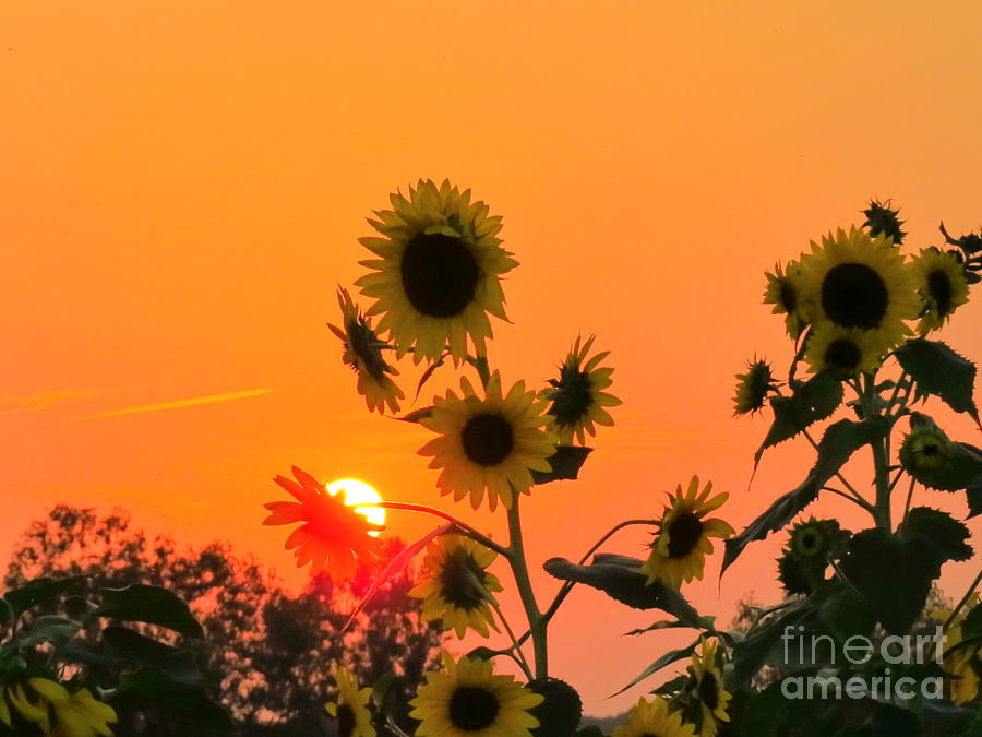 Sunset Photograph - Sunset over Sunflowers by David Lankton