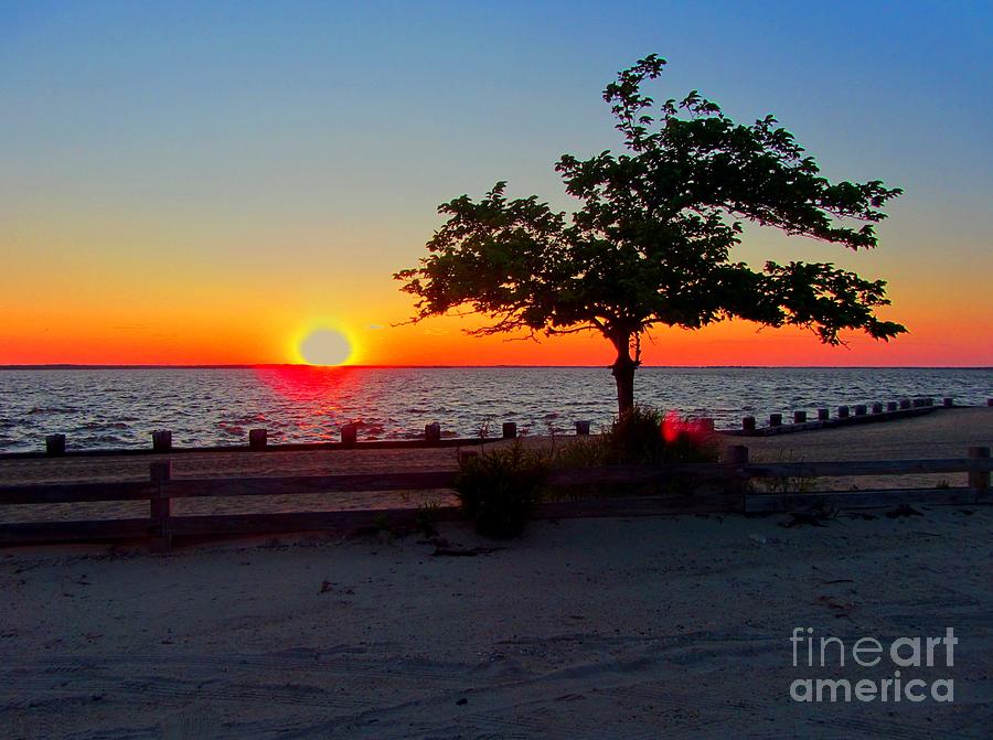 Sunset Over The Bay With Tree Photograph by Susan Carella