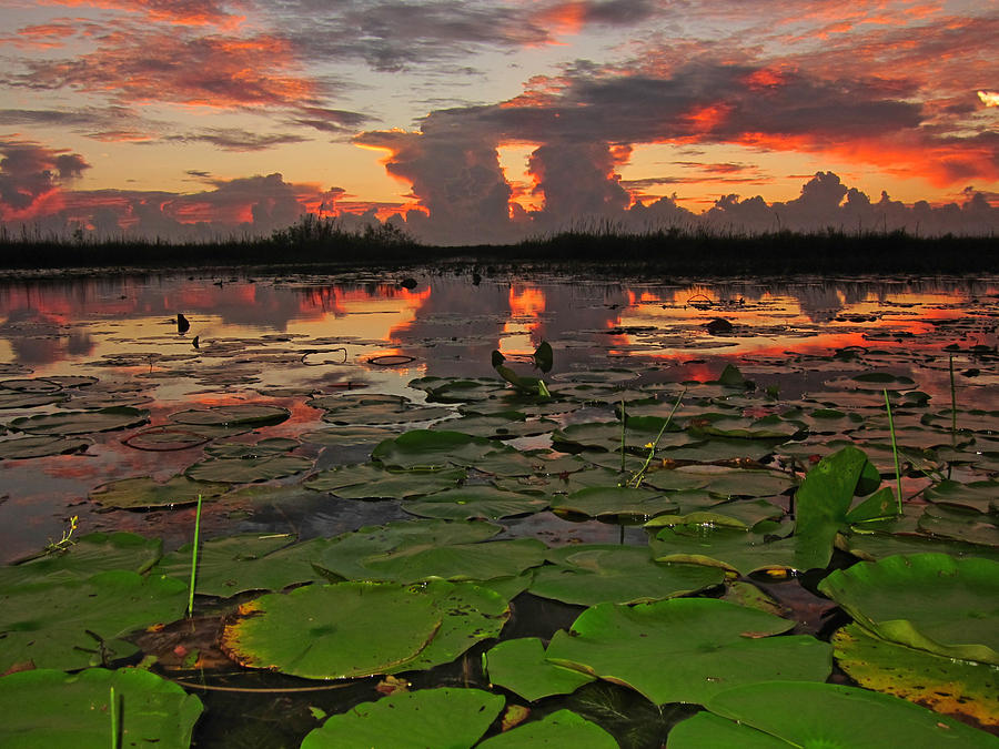 Nature Photograph - Sunset over the Lilypads by Brooke Trace
