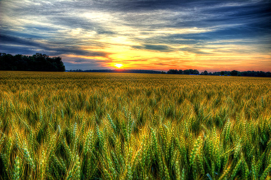 Sunset Over The Ohio Wheat Photograph by Michael Eingle