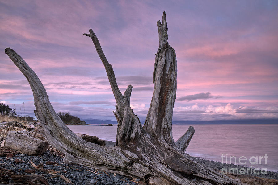 Sunset over the Salish Sea Photograph by Inge Riis McDonald