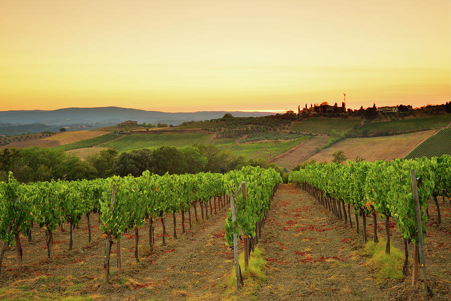 Sunset Over The Vineyard From Tuscany Photograph by Csondy