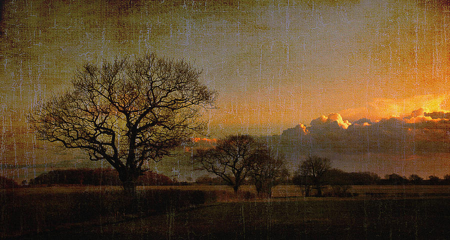 Tree Digital Art - Sunset over trees by Martin Fry