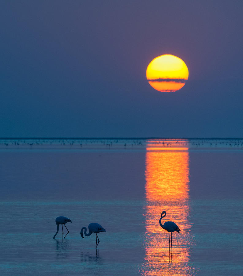 Sunset Over Walvis Bay - Flamingo Silhouette Photograph Photograph by Duane Miller