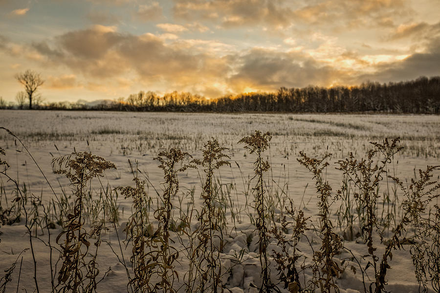 Sunset over Winter Goldenrod  Photograph by Chris Bordeleau