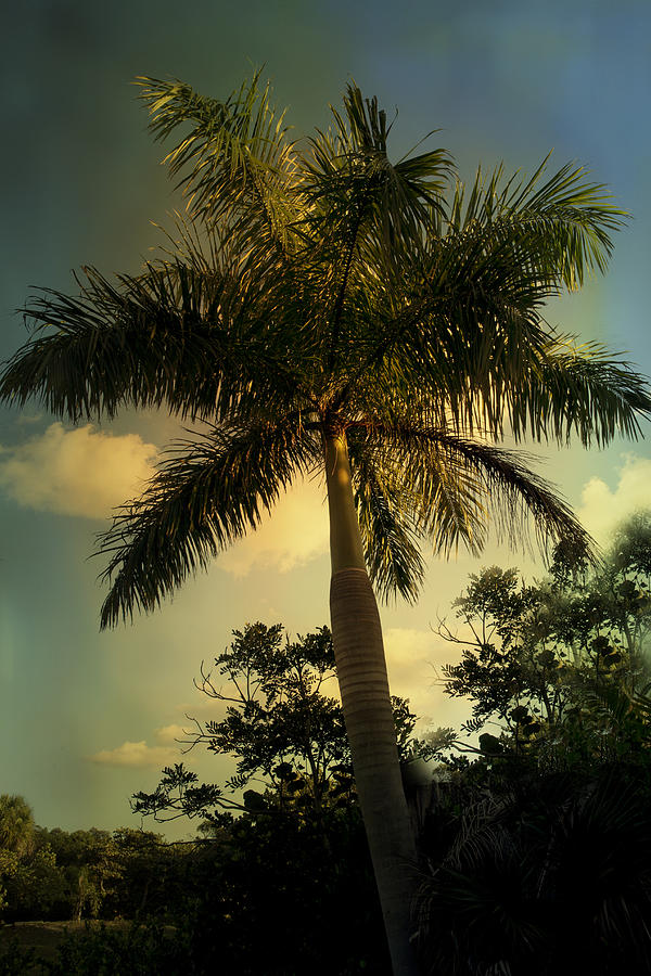 Sunset Palm Photograph by Evie Carrier