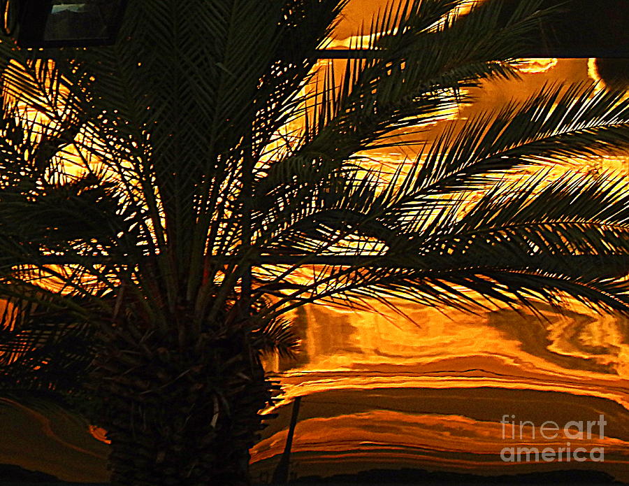 Sunset Palm In New Orleans Louisiana Photograph by Michael Hoard - Pixels