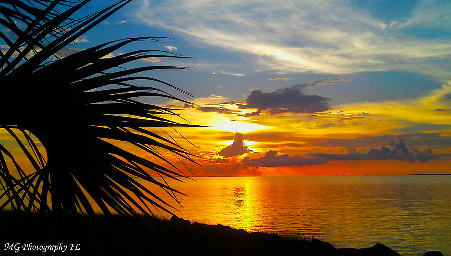 Sunset Photograph - Sunset Palm by Marty Gayler Sunset Photograph - Sunset Palm by Marty Gayler