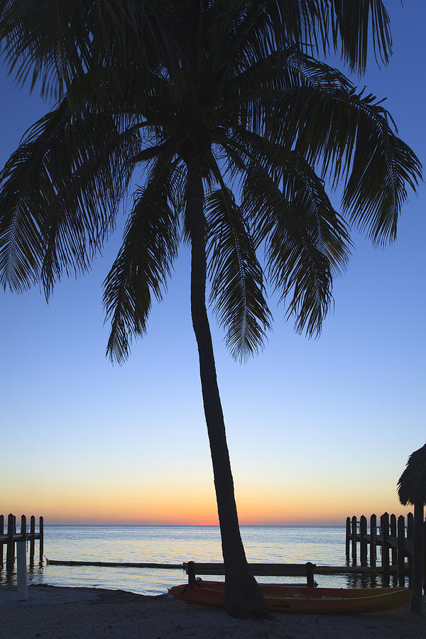 Sunset Palm Photograph by Raul Rodriguez