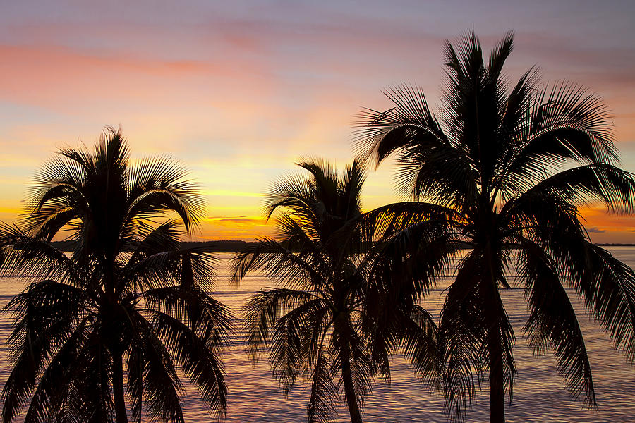 Sunset Palm Photograph by Sean Allen