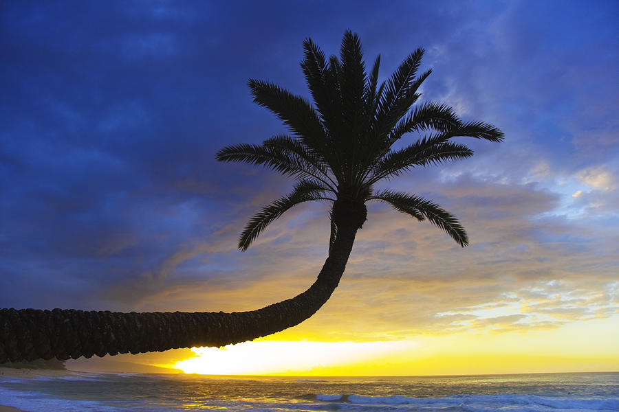 Sunset Palm Photograph by Sean Davey