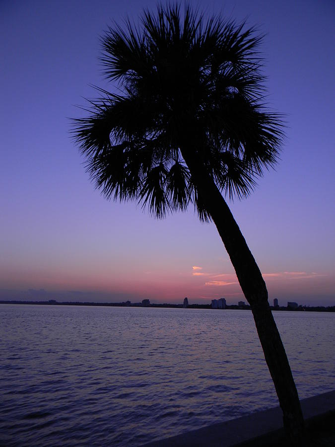 Sunset Pyrography - Sunset Palm Tree by Joanne Askew