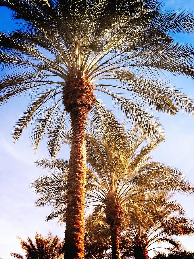 Sunset Palms Photograph