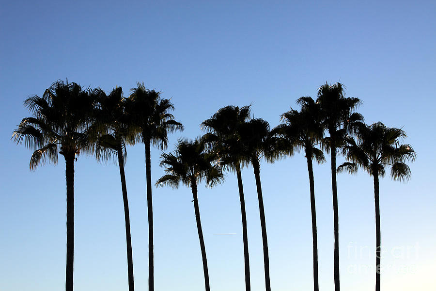 Sunset Palms Photograph by Chris Thomas
