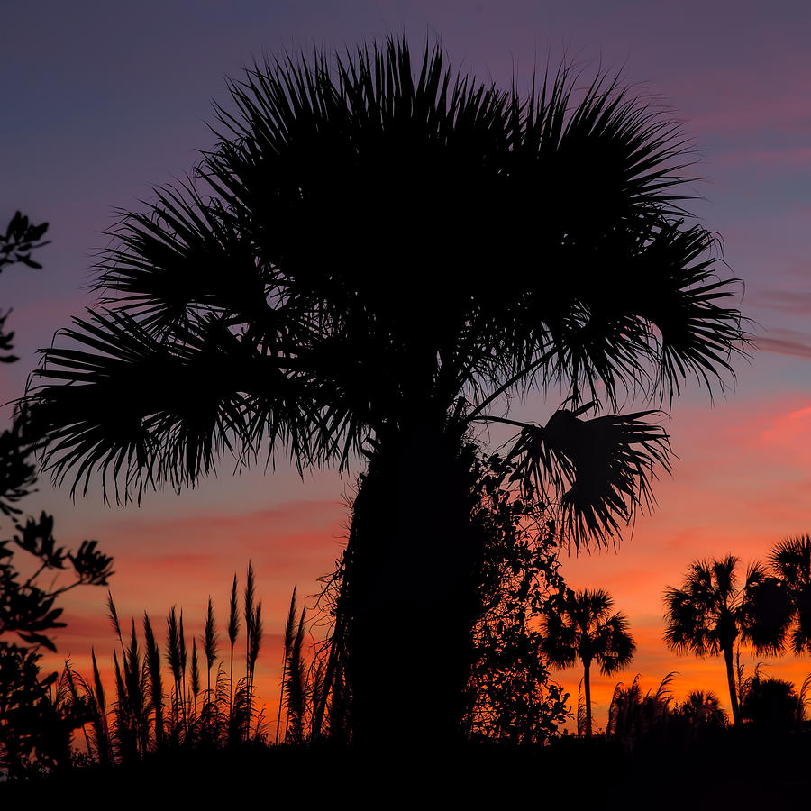 Sunset Palms Photograph by Evie Carrier