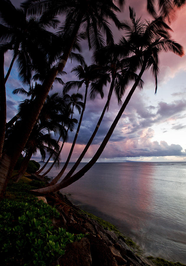 Sunset Palms Photograph by James Roemmling