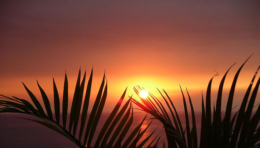 Nature Photograph - Sunset Palms by Karen Nicholson