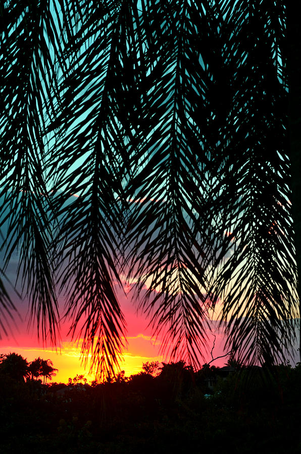 Juno Photograph - Sunset Palms by Laura Fasulo