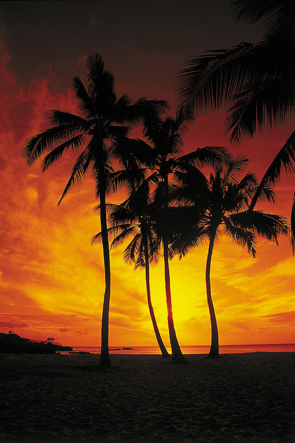 Sunset Palms Photograph by Richard Cheski
