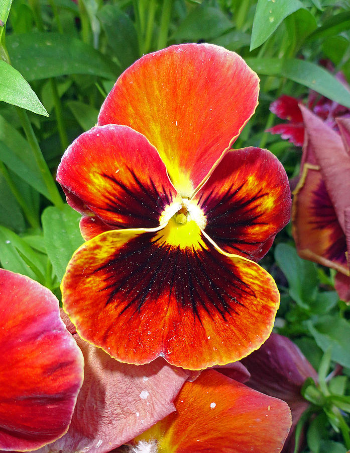 Sunset Pansy Photograph by Robert Meyers-Lussier