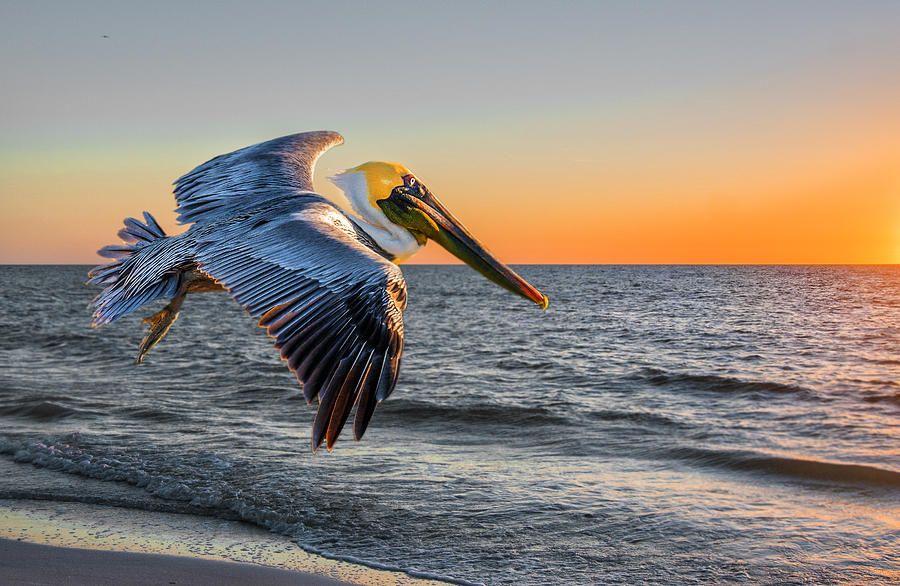 Sunset Pelican Photograph by Brian Tarr