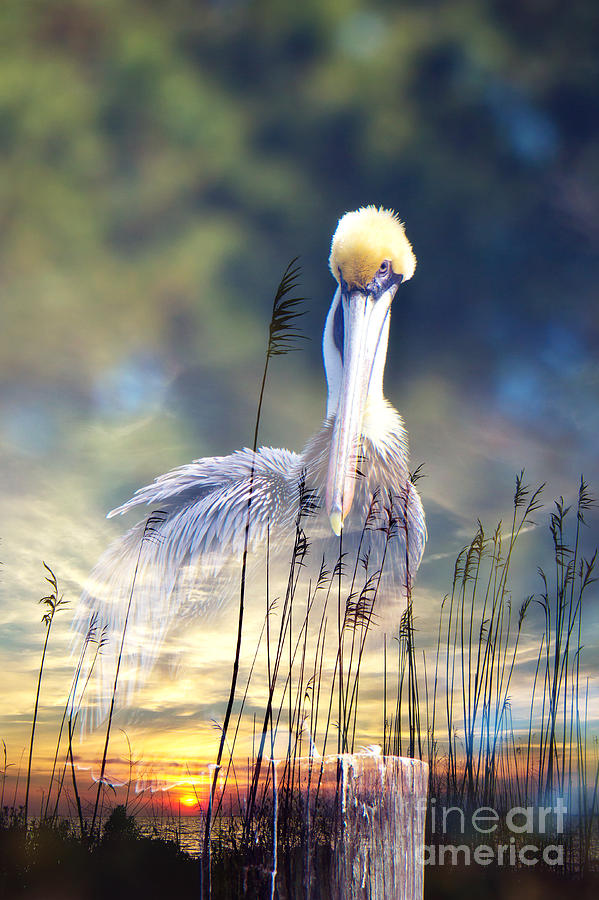 Sunset Pelican Photograph By Joan Mccool Fine Art America