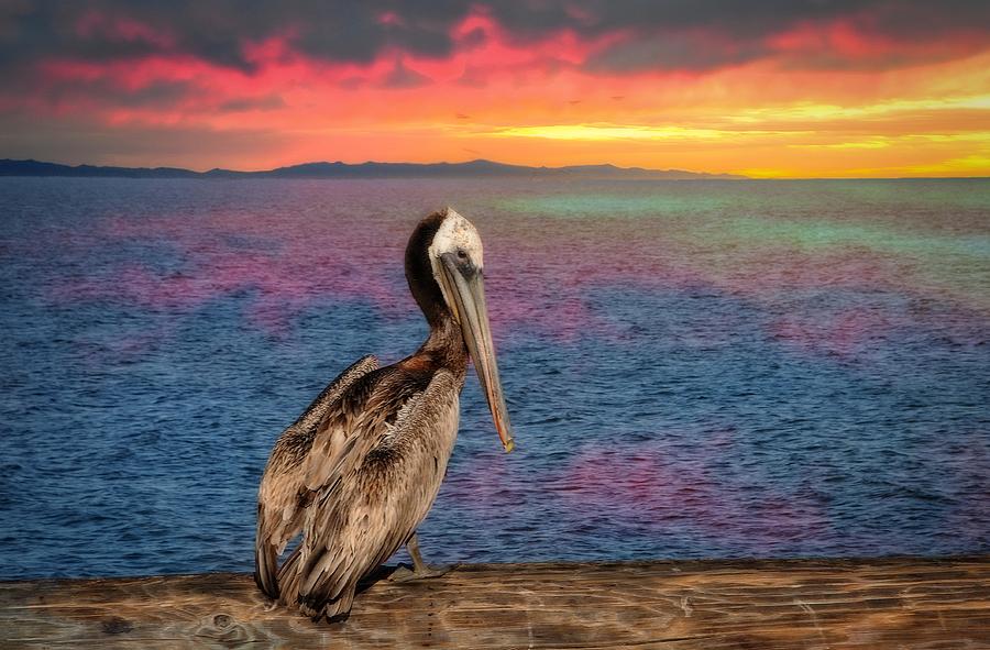 Sunset Pelican Photograph by Lynn Bauer