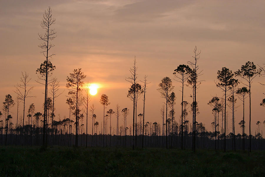 Sunset Photograph - Sunset Pines by Bob Richter