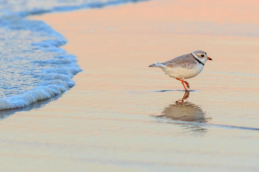 Sunset Photograph - Sunset Piping Plover by Bill Wakeley